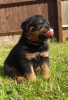 Photo №4. I will sell rottweiler in the city of Vilnius. private announcement - price - 370$