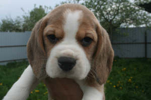 Additional photos: Beagle puppies from the champion, installments, delivery, kennel "Dogstyle