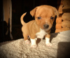 Photo №4. I will sell portuguese podengo in the city of St. Petersburg. from nursery, breeder - price - 1295$