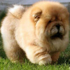 Photo №1. chow chow - for sale in the city of Enköping | 528$ | Announcement № 48044