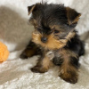 Additional photos: Purebred medium sized Yorkshire Terrier.