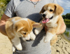 Photo №2 to announcement № 25879 for the sale of welsh corgi - buy in Russian Federation breeder
