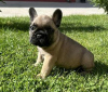 Additional photos: French bulldog puppies for sale