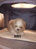 Photo №2 to announcement № 115354 for the sale of non-pedigree dogs - buy in United States breeder