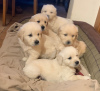 Photo №4. I will sell golden retriever in the city of Chelyabinsk. private announcement, breeder - price - 475$