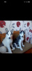 Photo №1. siberian husky - for sale in the city of Poltava | negotiated | Announcement № 10447