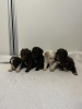 Additional photos: Lagotto Romagnolo puppies