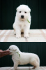 Photo №4. I will sell berger blanc suisse in the city of Москва. from nursery - price - negotiated