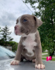 Additional photos: Pit Bull puppies for sale