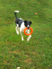 Photo №3. Bobbin-black ears. A bright, showy dog is looking for a home.. Russian Federation