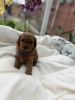 Photo №2 to announcement № 103508 for the sale of poodle (toy) - buy in Germany private announcement