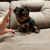 Photo №1. yorkshire terrier - for sale in the city of Cologne | 287$ | Announcement № 46181