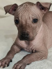 Photo №4. I will sell mexican hairless dog in the city of Cherkasy. from nursery, breeder - price - negotiated