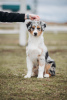 Photo №2 to announcement № 18927 for the sale of australian shepherd - buy in Belarus private announcement