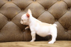 Additional photos: beautiful French bulldog puppies.