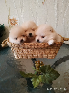 Photo №3. Pomeranian puppies. Belarus