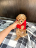 Photo №2 to announcement № 115594 for the sale of maltese dog - buy in Canada breeder