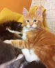 Photo №1. maine coon - for sale in the city of Grodzisk Mazowiecki | negotiated | Announcement № 11364