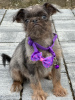 Photo №1. brussels griffon - for sale in the city of Kula | 1057$ | Announcement № 121186