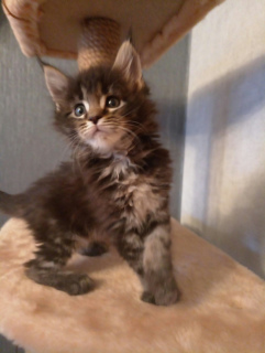 Photo №2 to announcement № 3799 for the sale of maine coon - buy in Russian Federation from nursery