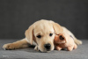 Additional photos: Fawn Labrador puppies