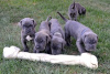 Photo №1. neapolitan mastiff - for sale in the city of Duisburg | 338$ | Announcement № 126467