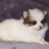 Photo №4. I will sell pomeranian in the city of Salvador. private announcement - price - 299$