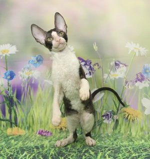 Photo №2 to announcement № 2115 for the sale of cornish rex - buy in Russian Federation from nursery, breeder