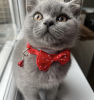 Photo №1. british shorthair - for sale in the city of Munich | 500$ | Announcement № 103833