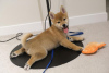 Photo №1. shiba inu - for sale in the city of St. Petersburg | negotiated | Announcement № 42817