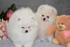 Photo №1. pomeranian - for sale in the city of Манчестер | negotiated | Announcement № 11359