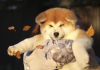 Additional photos: Excellent puppies (akita)