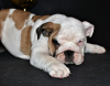 Additional photos: English bulldog