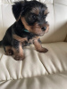 Photo №2 to announcement № 66421 for the sale of yorkshire terrier - buy in United States private announcement