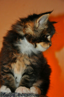 Photo №2 to announcement № 1742 for the sale of maine coon - buy in Russian Federation from nursery