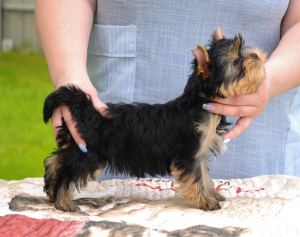 Additional photos: Yorkshire terrier boys for sale!