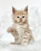 Photo №2 to announcement № 103767 for the sale of maine coon - buy in Germany breeder