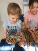 Photo №3. Tica registered Savannah kittens for sale. Israel