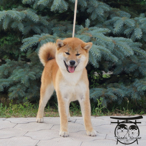 Photo №4. I will sell shiba inu in the city of Rostov-on-Don. from nursery - price - 1877$