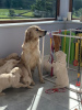 Photo №2 to announcement № 42254 for the sale of golden retriever - buy in Germany private announcement