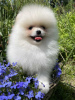 Photo №4. I will sell pomeranian in the city of Freiburg im Breisgau. private announcement - price - 280$