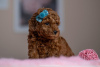 Photo №2 to announcement № 77691 for the sale of poodle (toy) - buy in Serbia breeder