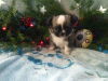 Photo №1. chihuahua - for sale in the city of Samara | 793$ | Announcement № 8909