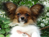 Photo №4. I will sell papillon dog in the city of Saratov. from nursery - price - Is free