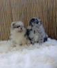 Photo №1. pomeranian - for sale in the city of Dubai | Is free | Announcement № 36767