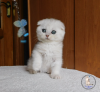 Photo №1. scottish fold - for sale in the city of Kamenskoe | 400$ | Announcement № 22375
