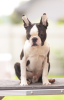 Additional photos: Boston Terrier Beautiful puppies for sale