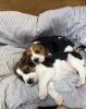 Photo №4. I will sell beagle in the city of Kiev. private announcement - price - 450$