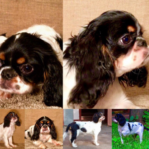 Photo №2 to announcement № 2265 for the sale of cavalier king charles spaniel - buy in Russian Federation from nursery, breeder