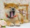 Photo №2 to announcement № 25635 for the sale of shiba inu - buy in Russian Federation private announcement